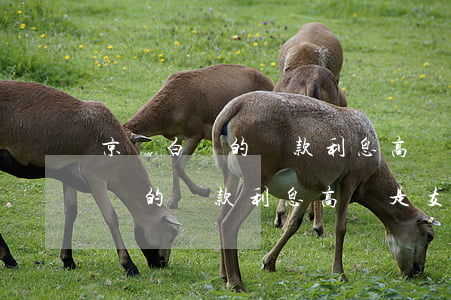 京東白條的還款利息高還是支付寶-京東白條的還款利息高還是支付寶的利息高