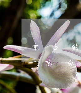 京東白條的還款時(shí)間可以修改嗎-京東白條的還款時(shí)間可以修改嗎安全嗎