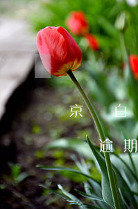 京東白條的錢逾期了利息怎么算(京東白條的錢逾期了利息怎么算)