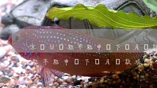 京東白條能不能申請下個月還款-京東白條能不能申請下個月還款呢