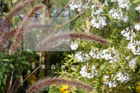 京東白條能欠多少年(京東白條欠款三年)