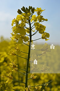 京東白條自動還款方式全額還款-京東白條自動還款方式全額還款嗎