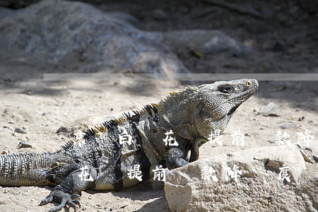 京東白條花唄提前還款降額度嗎-京東白條花唄提前還款降額度嗎安全嗎