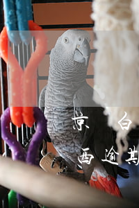 京東白條買東西逾期上征信嗎（京東白條買東西逾期上征信嗎）