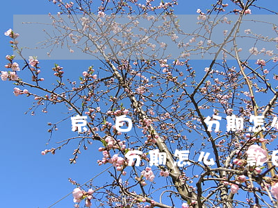 京東白條賬單分期怎么還款日期-京東白條賬單分期怎么還款日期不對