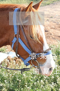 京東白條購物逾期還款會上征信嗎(京東白條逾期上征信不)