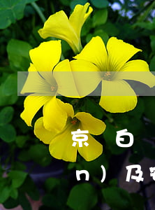 京東白條贈送親情額度是否能取現(xiàn)及安全性探討