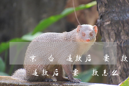 京東白條退款后還要還款怎么辦-京東白條退款后還要還款怎么辦呢