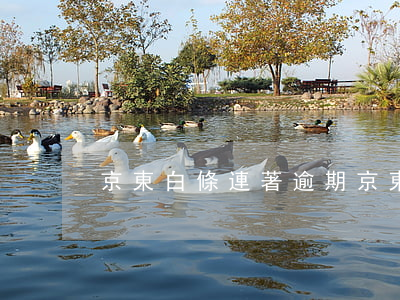 京東白條連著逾期(京東白條我逾期)