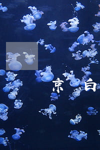 京東白條逾期100塊