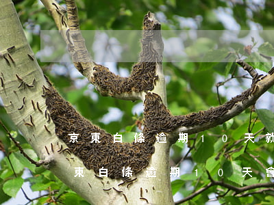 京東白條逾期10天就發(fā)文件函(京東白條逾期10天會(huì)下函件嗎)