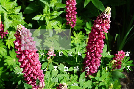 京東白條逾期11天了會(huì)怎么樣-京東白條逾期11天了會(huì)怎么樣嗎