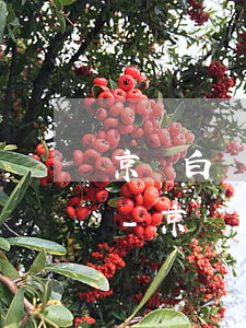 京東白條逾期11天給我發(fā)通知函-京東白條逾期11天給我發(fā)通知函怎么辦