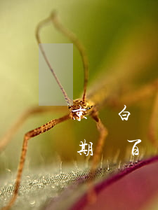 京東白條逾期1200會上門嗎(京東白條逾期幾百會上門嗎)