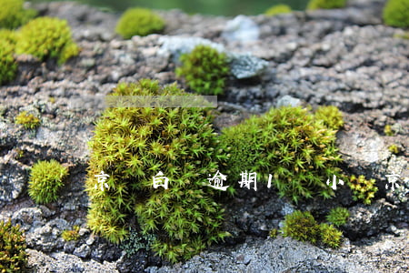 京東白條逾期1個小時 京東白條逾期半個小時