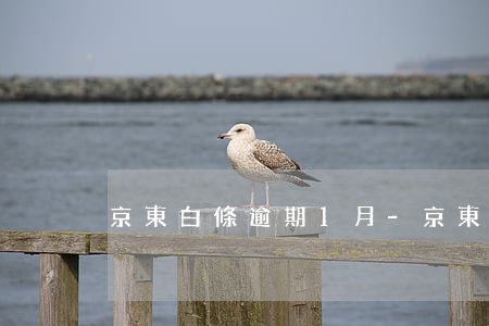 京東白條逾期1月-京東白條逾期了一年