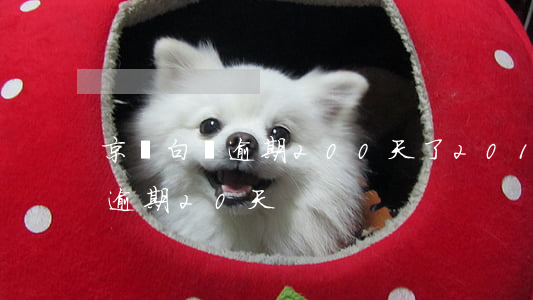 京東白條逾期200天了（2018京東白條逾期20天）