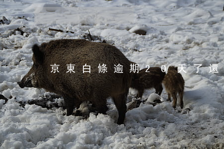 京東白條逾期20天了還會怎樣-