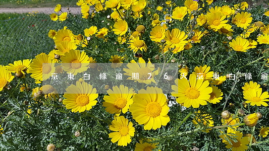 京東白條逾期26天（京東白條逾期284天）