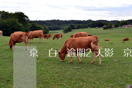 京東白條逾期2天影響（京東白條逾期2天影響）
