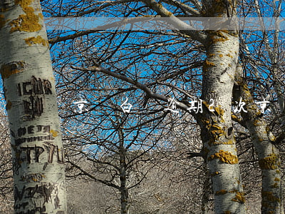 京東白條逾期2次 京東白條不小心逾期兩天