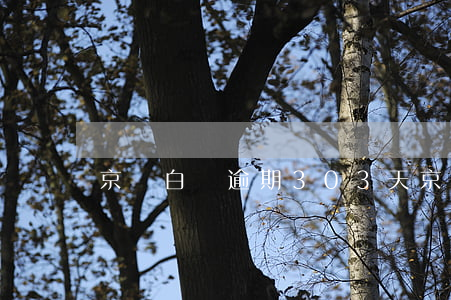 京東白條逾期303天 京東白條逾期29天