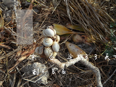 京東白條逾期33天（京東白條逾期3天額度剩486）