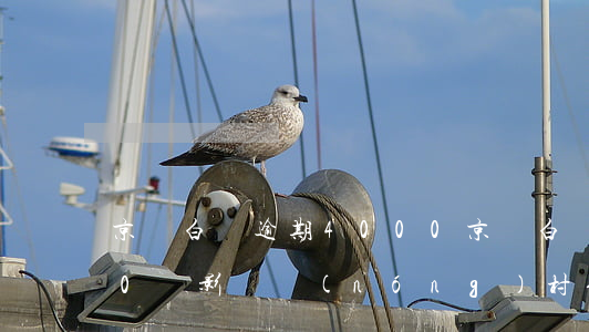 京東白條逾期4000 京東白條逾期4000會影響農(nóng)村信用社續(xù)貸嗎