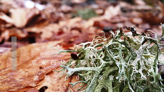 京東白條逾期4000會被起訴-京東白條逾期2000多會起訴嗎