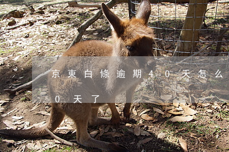 京東白條逾期40天怎么還(京東白條逾期20天了)