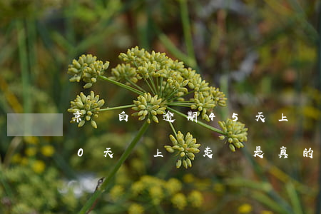 京東白條逾期45天上門了(京東白條逾期40天說上門走訪是真的嗎)
