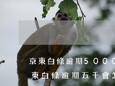 京東白條逾期5000兩年多了,會立案嗎（京東白條逾期五千會怎樣）