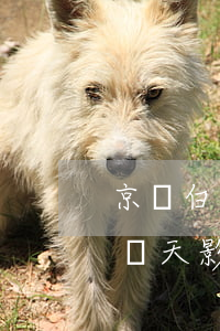 京東白條逾期5天會影響征信(京東白條逾期兩天影響個(gè)人征信嗎)