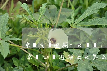 京東白條逾期5天還會(huì)怎么樣-京東白條逾期五天怎么辦