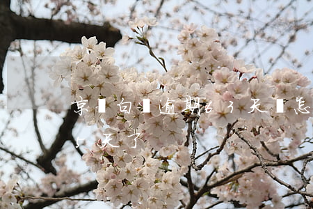 京東白條逾期63天會怎樣(京東白條逾期65天了)