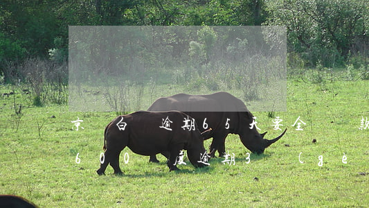 京東白條逾期65天要全額還款（京東白條5600額度逾期3個(gè)月）