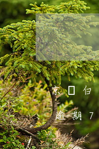 京東白條逾期7天沒(méi)還（京東白條逾期7天沒(méi)還）