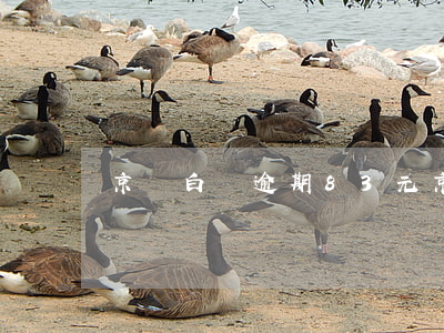 京東白條逾期83元(京東白條逾期三百元)