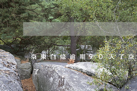 京東白條逾期90天了(京東白條逾期90天了)