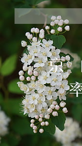 京東白條逾期一個(gè)月還完后有多少幾率恢復(fù)（京東白條逾期累計(jì)到下個(gè)月）