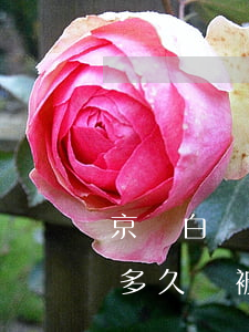 京東白條逾期一個月會被起訴 京東白條逾期多久會被起訴