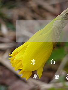 京東白條逾期一個月漲兩三百-京東白條逾期兩百多天