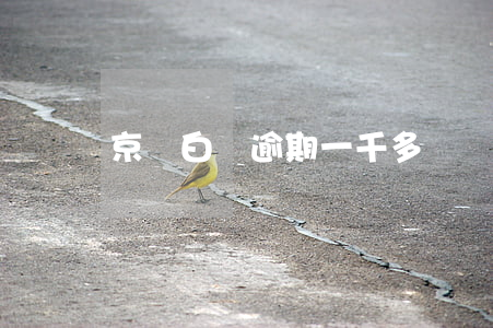 京東白條逾期一千多塊錢