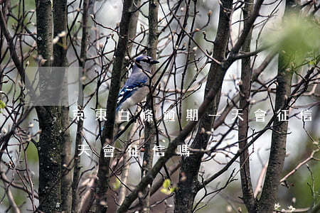 京東白條逾期一天會征信嗎(京東白條逾期一天會征信嗎)
