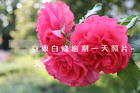京東白條逾期一天照片-京東白條逾期一兩天