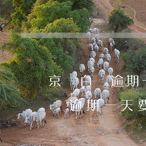 京東白條逾期一天要全部還進去嗎-京東白條逾期一天要全部還進去嗎安全嗎