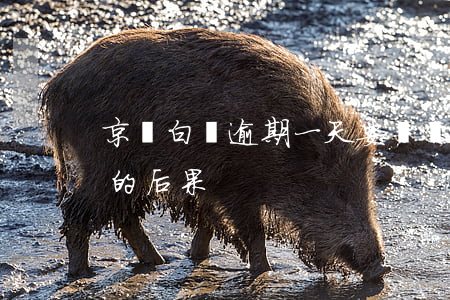 京東白條逾期一天要緊嗎（京東白條逾期一天的后果）