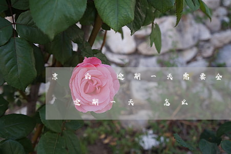 京東白條逾期一天需要全額還款嗎-京東白條逾期一天會怎么樣