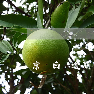 京東白條逾期一期-京東白條逾期一條