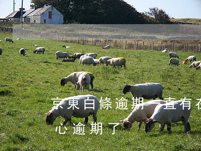 京東白條逾期一直有在慢慢還 京東白條不小心逾期了